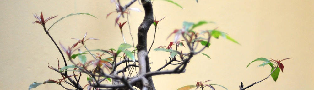 SectorZero WordPress